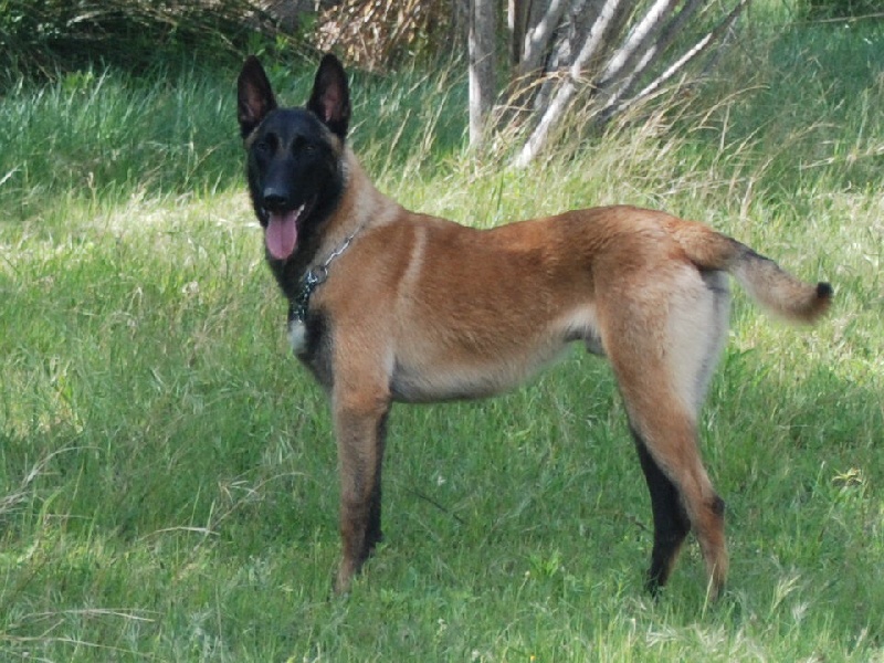 Iros Des Camps Des Mascareignes